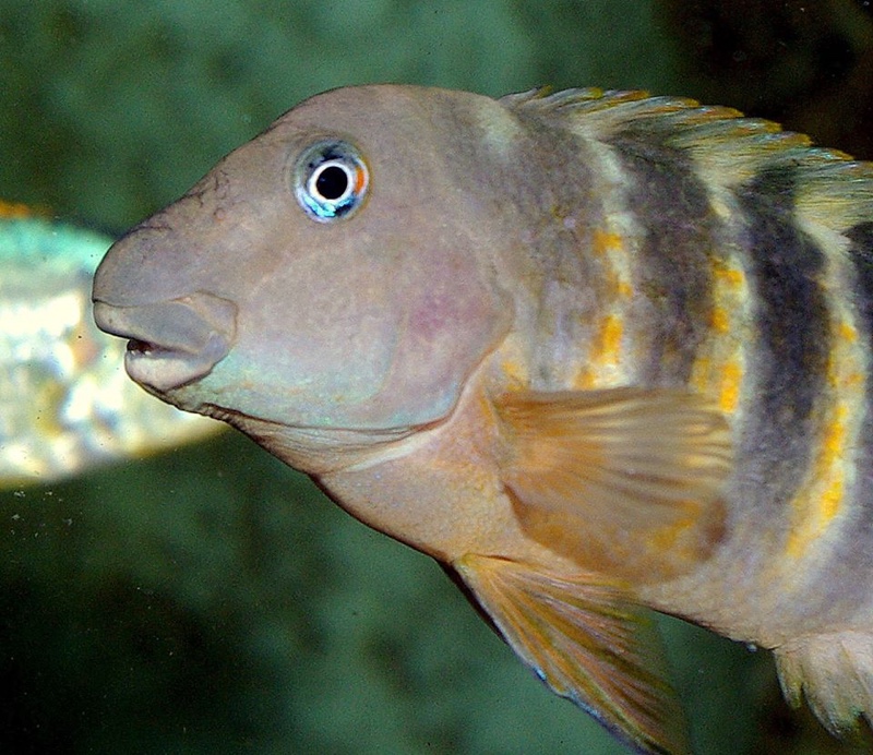 Eretmodus cf. marksmithi 'Bulu Point'